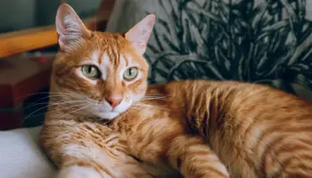 Julio , un chat roux à adopter