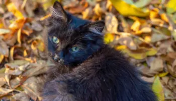 Mimi, une chatte noire à adopter