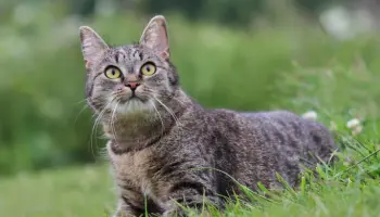 Yumy, une chatte grise à adopter