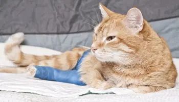 Caline, une femelle rousse à adopter