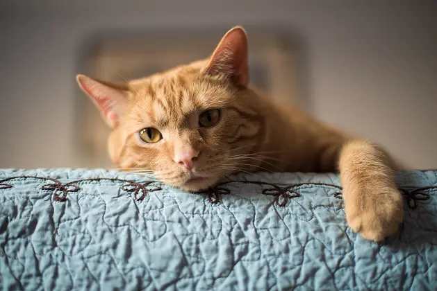 Un chat orange sur un lit