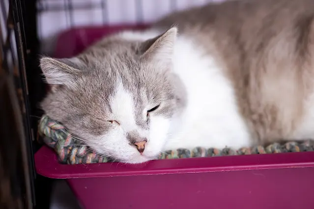 un chat qui dort dans sa cage pour l'article Que faut-il savoir avant d’adopter un chat ?