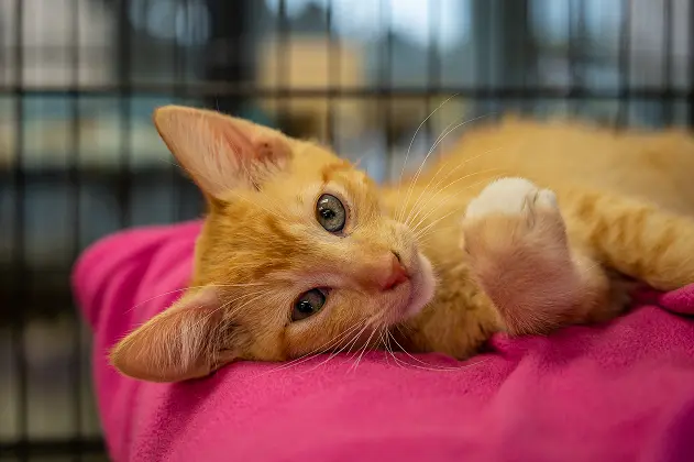 un chaton dans une cage