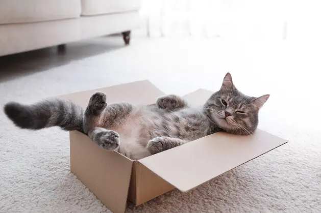Un chat dans une boîte