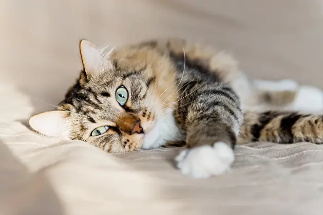 Un chat sur un lit pour la page nos conseils