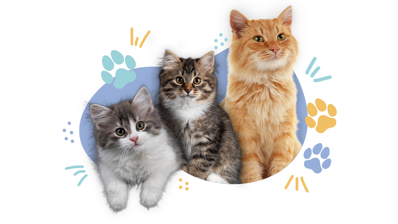 Trio de chat sur la page d'accueil